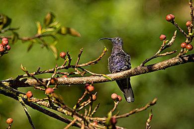 如月车站神隐事件簿《岚与山之彼端》最新PV现已公开